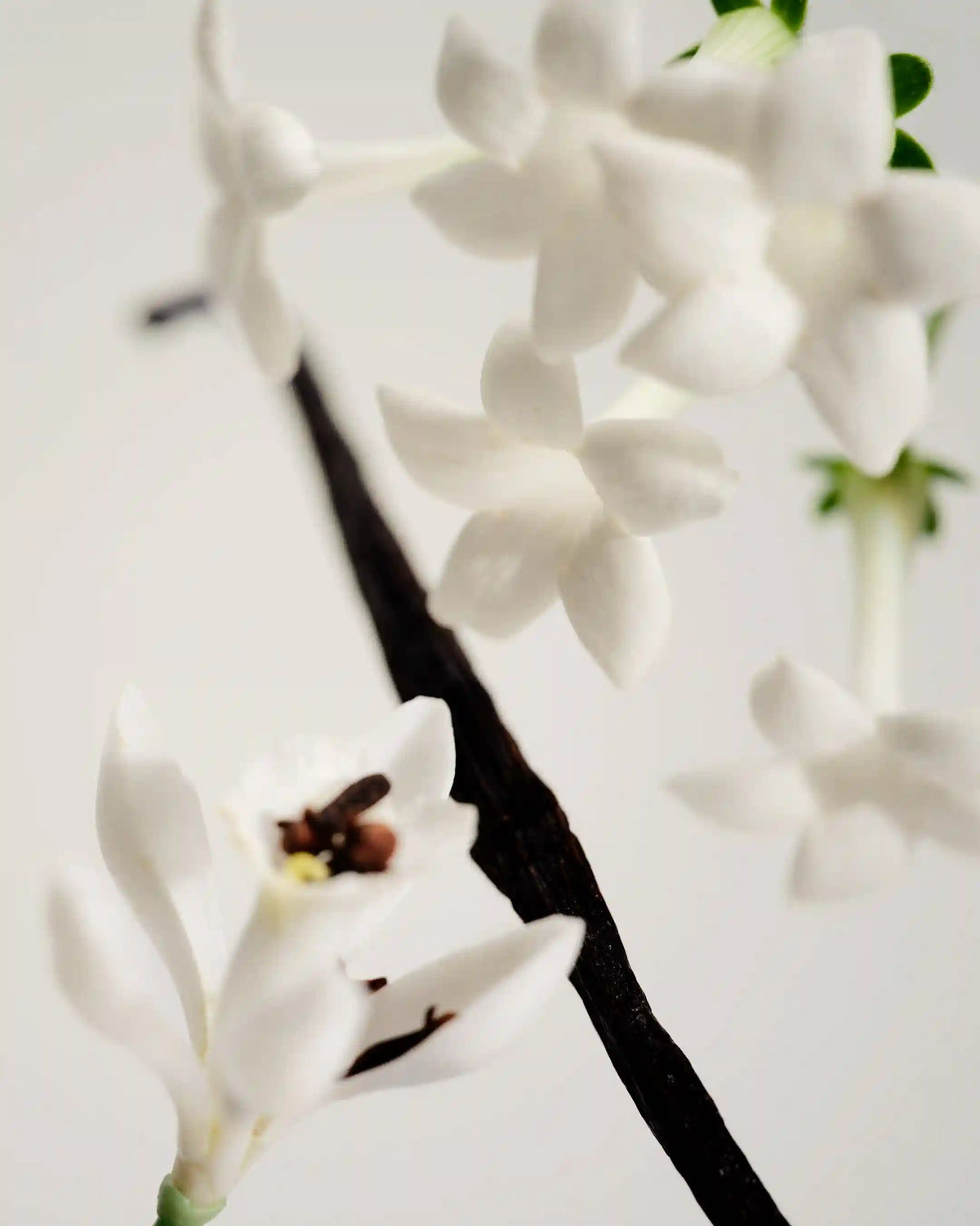Candle - No.03 L'Etang Noir