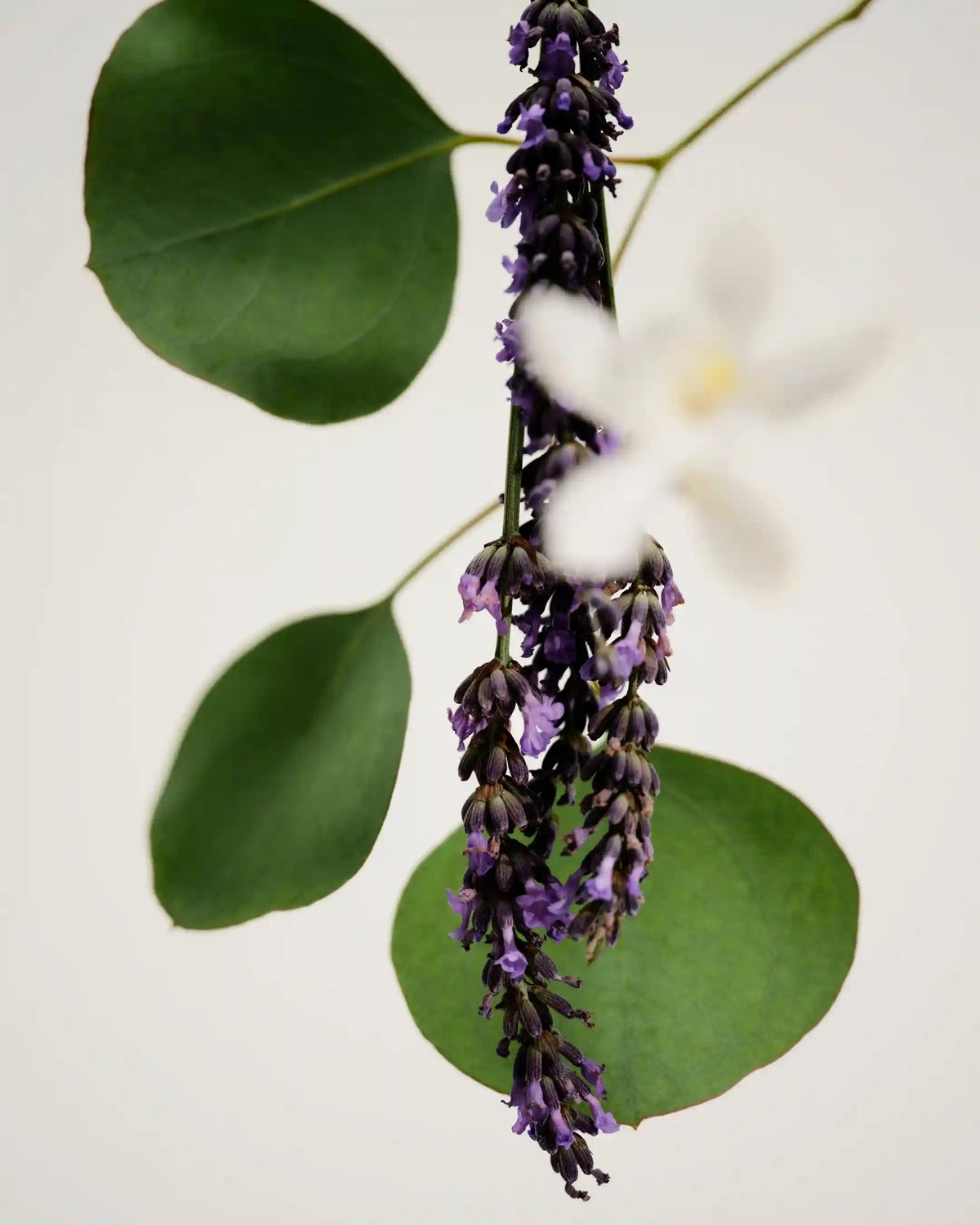 Candle - Antidris Lavender