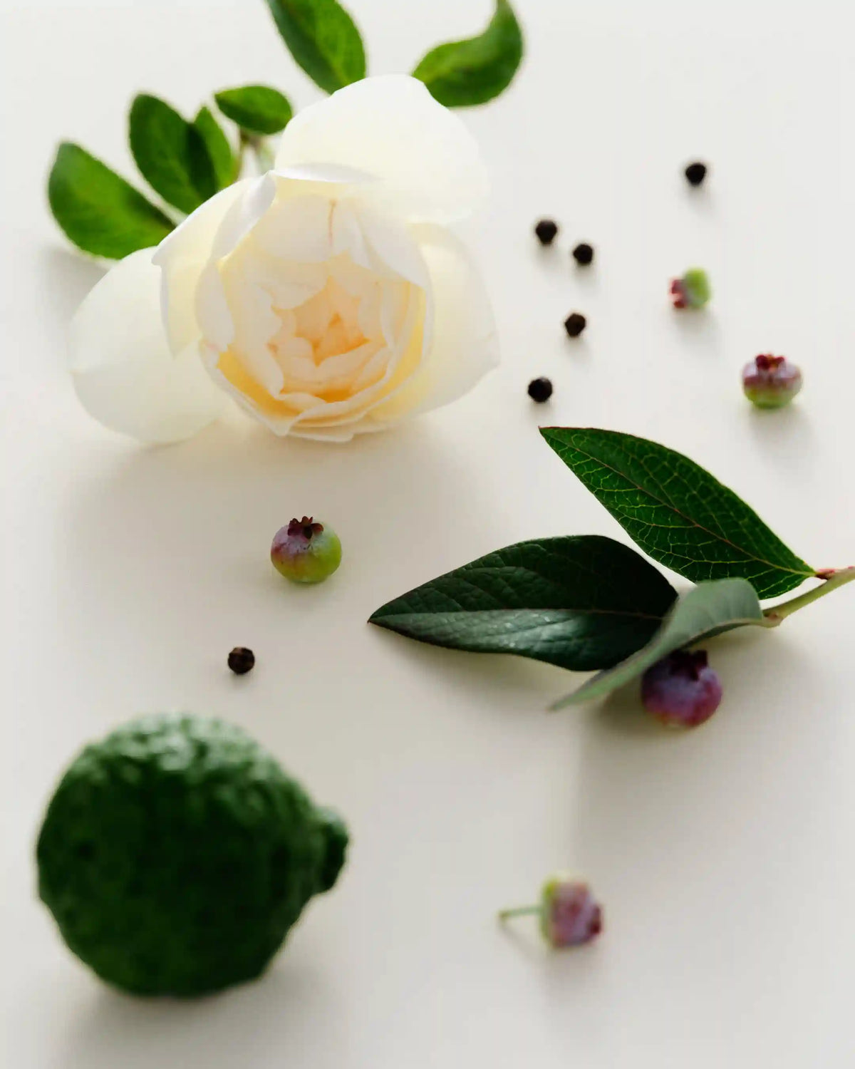 Candle - Antidris Cassis
